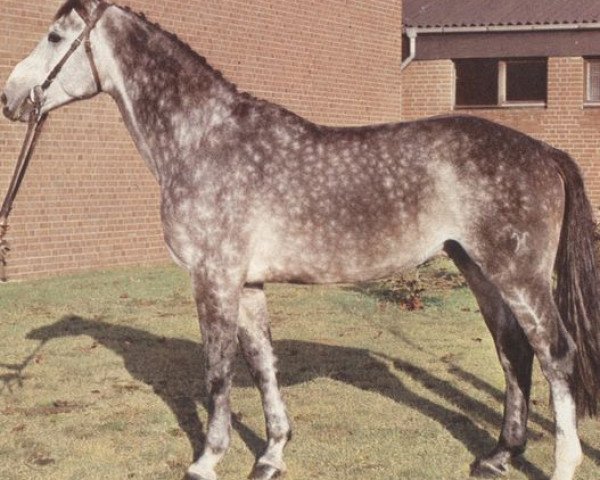 stallion Wintertag (Hanoverian, 1978, from Wittelsbach)