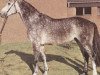 stallion Wintertag (Hanoverian, 1978, from Wittelsbach)