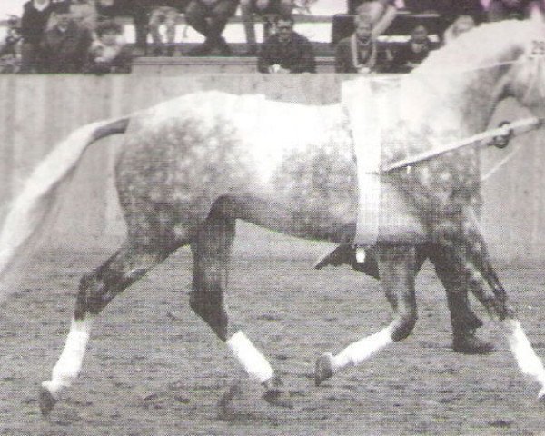 stallion Adrett (Mecklenburg, 1989, from Adriano)