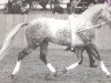 stallion Adrett (Mecklenburg, 1989, from Adriano)