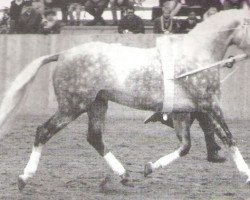 stallion Adrett (Mecklenburg, 1989, from Adriano 3397)