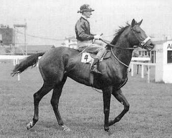 stallion Khalkis xx (Thoroughbred, 1960, from Vimy xx)