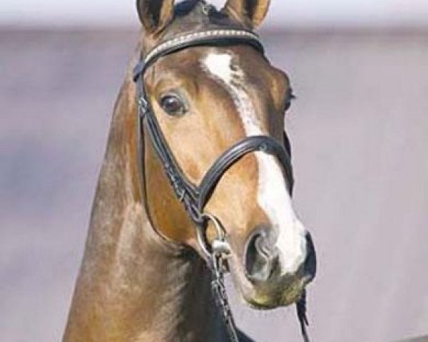 stallion Londonbeat (Hanoverian, 2001, from Lauries Crusador xx)