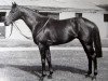 stallion Cataldi xx (Thoroughbred, 1981, from Wolver Hollow xx)