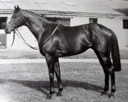 stallion Cataldi xx (Thoroughbred, 1981, from Wolver Hollow xx)