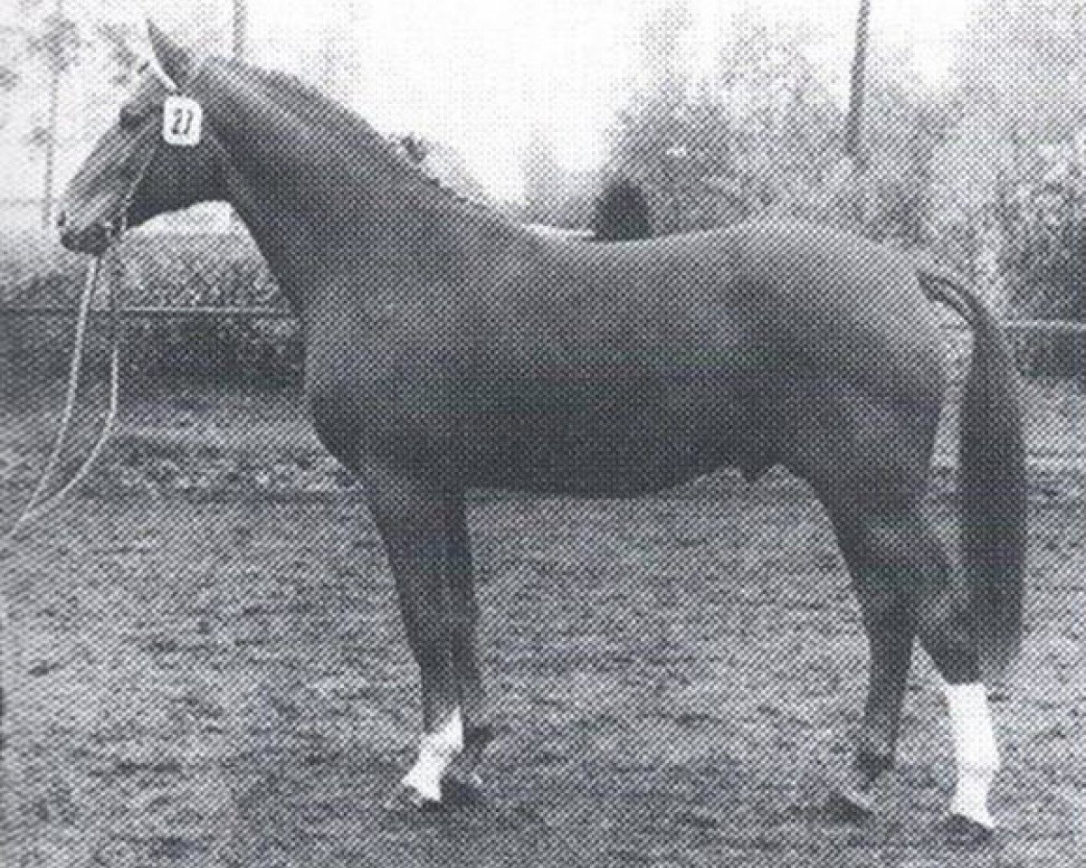stallion Aristokrat (Hanoverian, 1972, from Archimedes 4103)