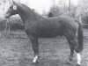 stallion Aristokrat (Hanoverian, 1972, from Archimedes)