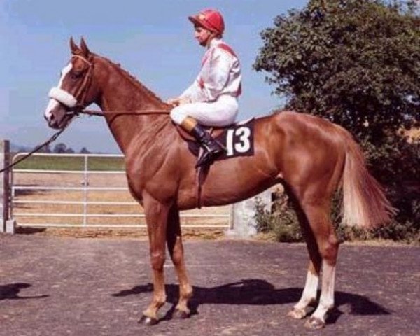 stallion Nebbiolo xx (Thoroughbred, 1974, from Yellow God xx)