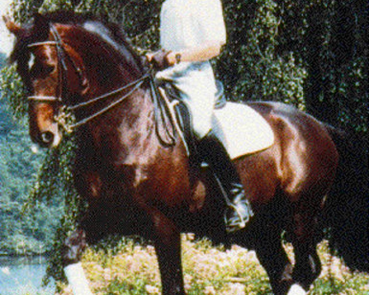 stallion Chapman (Swedish Warmblood, 1982, from Chagall)