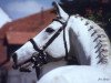 stallion Insider (Oldenburg, 1987, from Inschallah AA)