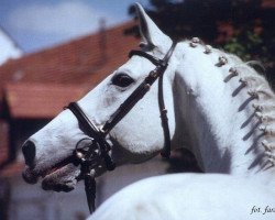 stallion Insider (Oldenburg, 1987, from Inschallah AA)