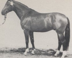 stallion Astronaut (Westphalian, 1979, from Argwohn I)