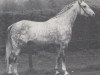 stallion Aperto (Westphalian, 1985, from Astronaut)