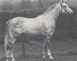 stallion Aperto (Westphalian, 1985, from Astronaut)