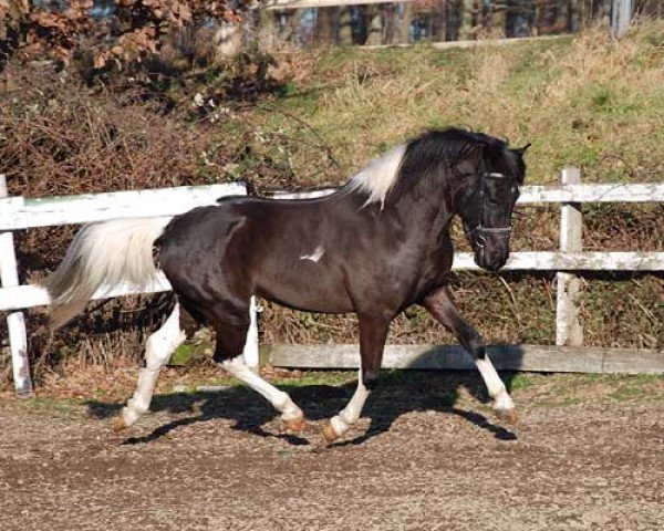 stallion Peron (Lewitzer, 2006, from Peter I B 458)