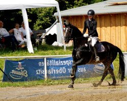 Springpferd Samara 90 (Sächs.-Thür. Schweres Warmbl., 2009, von Element)