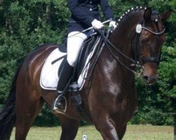 dressage horse Findus 83 (Westphalian, 2005, from Fiano)