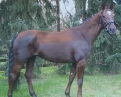 broodmare Dejávù 30 (Westphalian, 2004, from Damon Hill)