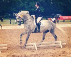 dressage horse Culcha Candela 10 (Hanoverian, 2006, from Concetto)