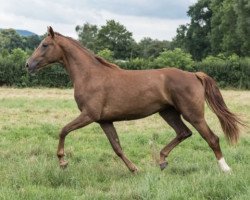 dressage horse Fabelhaft 44 (Hanoverian, 2014, from Fürst Romancier)