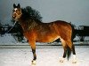 broodmare Padua (Württemberger, 1987, from Pasquinell)