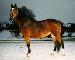 broodmare Padua (Württemberger, 1987, from Pasquinell)