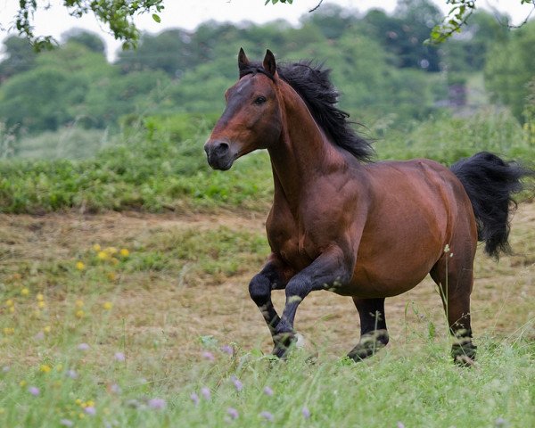 stallion Edalar of Independence (Knabstrupper, 2004, from Harlequin's Earl ut den Moor)