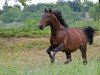 stallion Edalar of Independence (Knabstrupper, 2004, from Harlequin's Earl ut den Moor)