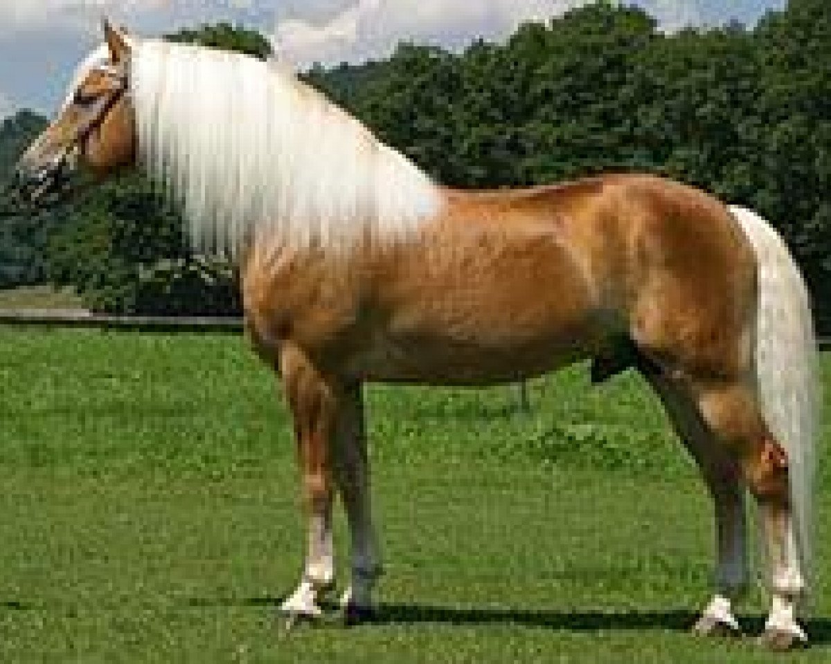 Deckhengst Amsterdam (Haflinger, 1996, von liz. 101/T Amadeus)