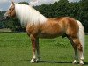 stallion Amsterdam (Haflinger, 1996, from liz. 101/T Amadeus)