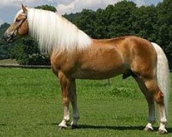 stallion Amsterdam (Haflinger, 1996, from liz. 101/T Amadeus)