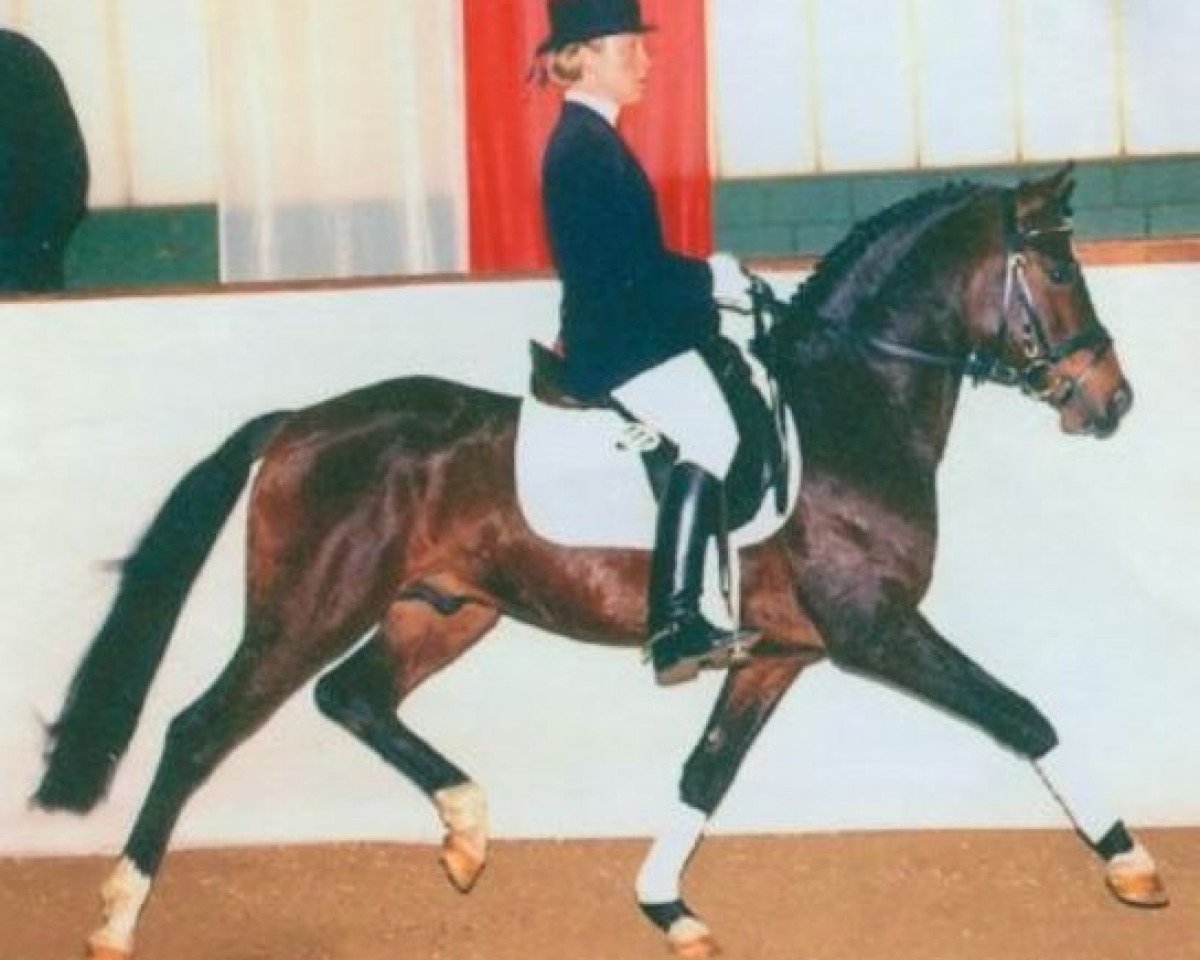 Deckhengst Dakar (Deutsches Reitpony, 1992, von Dublino)