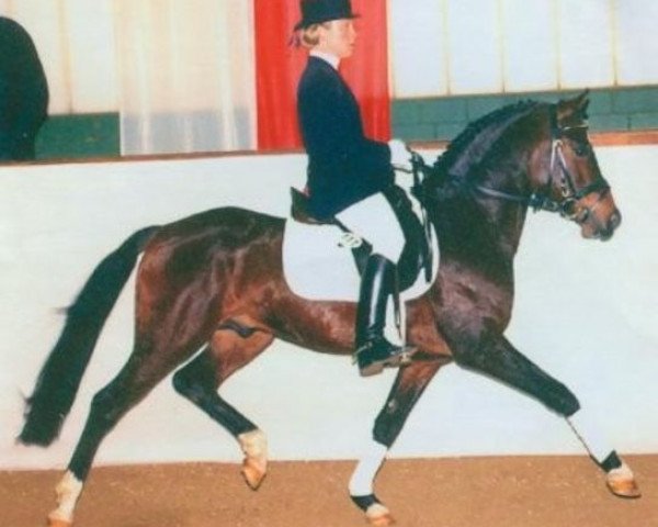 stallion Dakar (German Riding Pony, 1992, from Dublino)