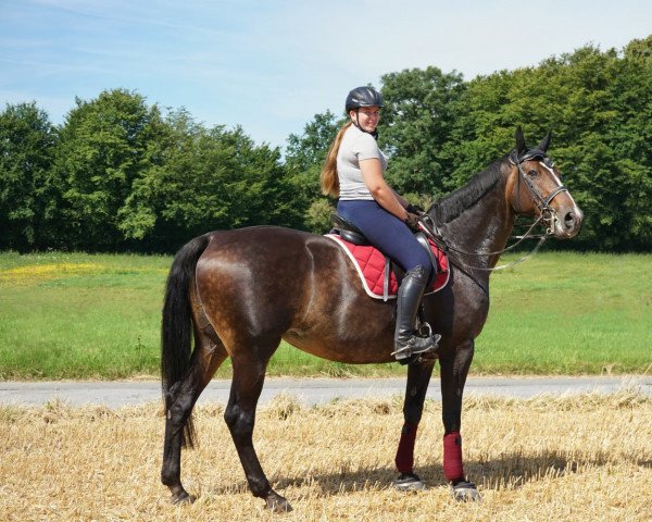 Pferd Apolina (KWPN (Niederländisches Warmblut), 2005, von Riverman)