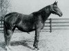 broodmare Miss Disco xx (Thoroughbred, 1944, from Discovery xx)