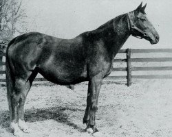 broodmare Miss Disco xx (Thoroughbred, 1944, from Discovery xx)