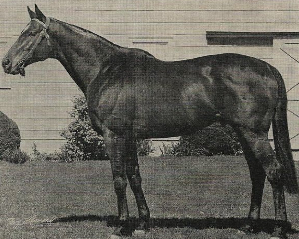 Deckhengst Bold Commander xx (Englisches Vollblut, 1960, von Bold Ruler xx)