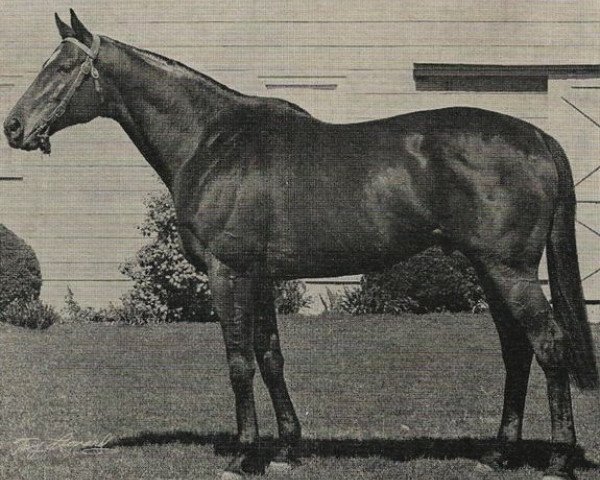 stallion Bold Commander xx (Thoroughbred, 1960, from Bold Ruler xx)