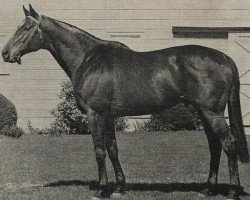 stallion Bold Commander xx (Thoroughbred, 1960, from Bold Ruler xx)