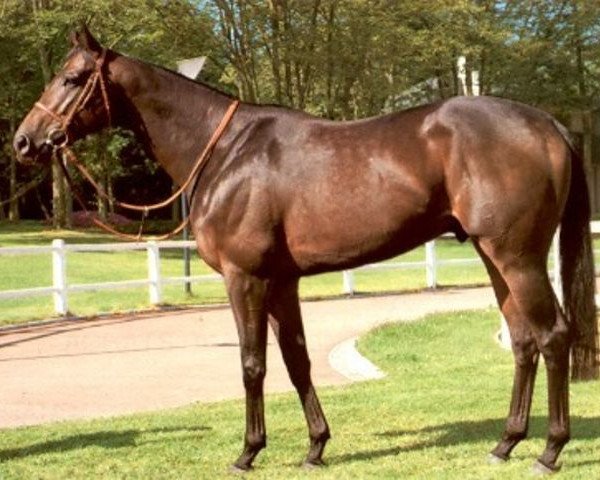 stallion In Fijar xx (Thoroughbred, 1977, from Bold Commander xx)