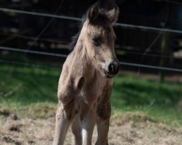 horse Glaskopf Irish Coffee (Connemara Pony, 2022, from Glaskopf Iwyn)