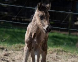 Pferd Glaskopf Irish Coffee (Connemara-Pony, 2022, von Glaskopf Iwyn)