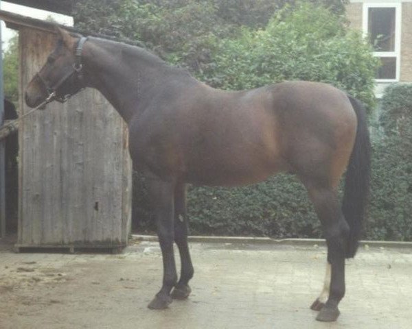 horse Rheingold (Rhinelander, 1974, from Romadour II)