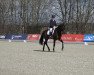 dressage horse Maranello 24 (Hanoverian, 2017, from Morricone)