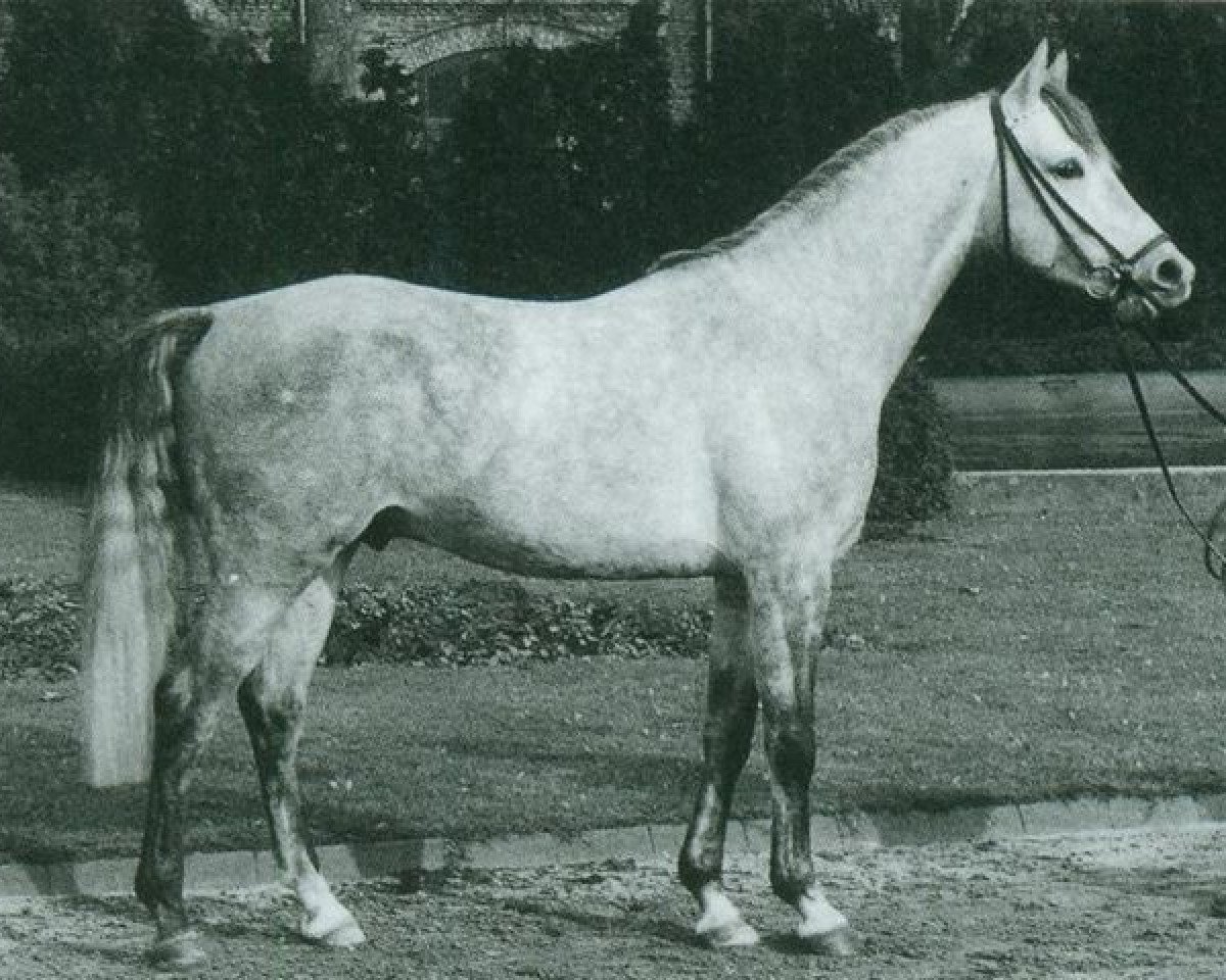 stallion Nijm ox (Arabian purebred, 1967, from Galan ox)