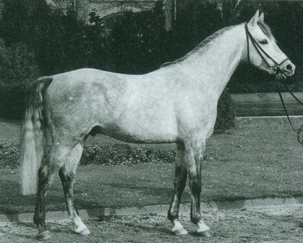 stallion Nijm ox (Arabian thoroughbred, 1967, from Galan ox)