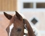 dressage horse Finnland (Westphalian, 2006, from Florencio I)