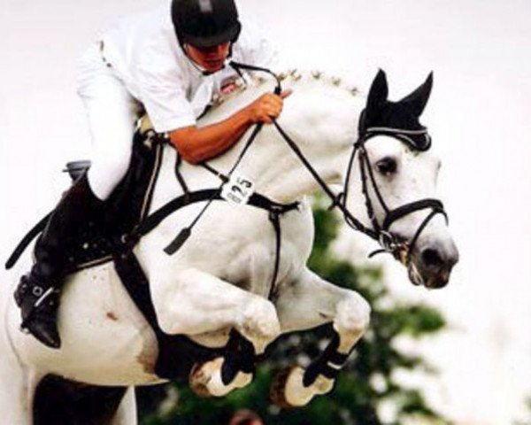 stallion Pino Colado (Hanoverian, 1996, from Picard)