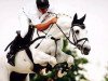 stallion Pino Colado (Hanoverian, 1996, from Picard)