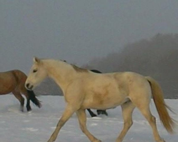 Pferd Dream of All (Oldenburger Springpferd, 1998, von Dream of Heidelberg I)